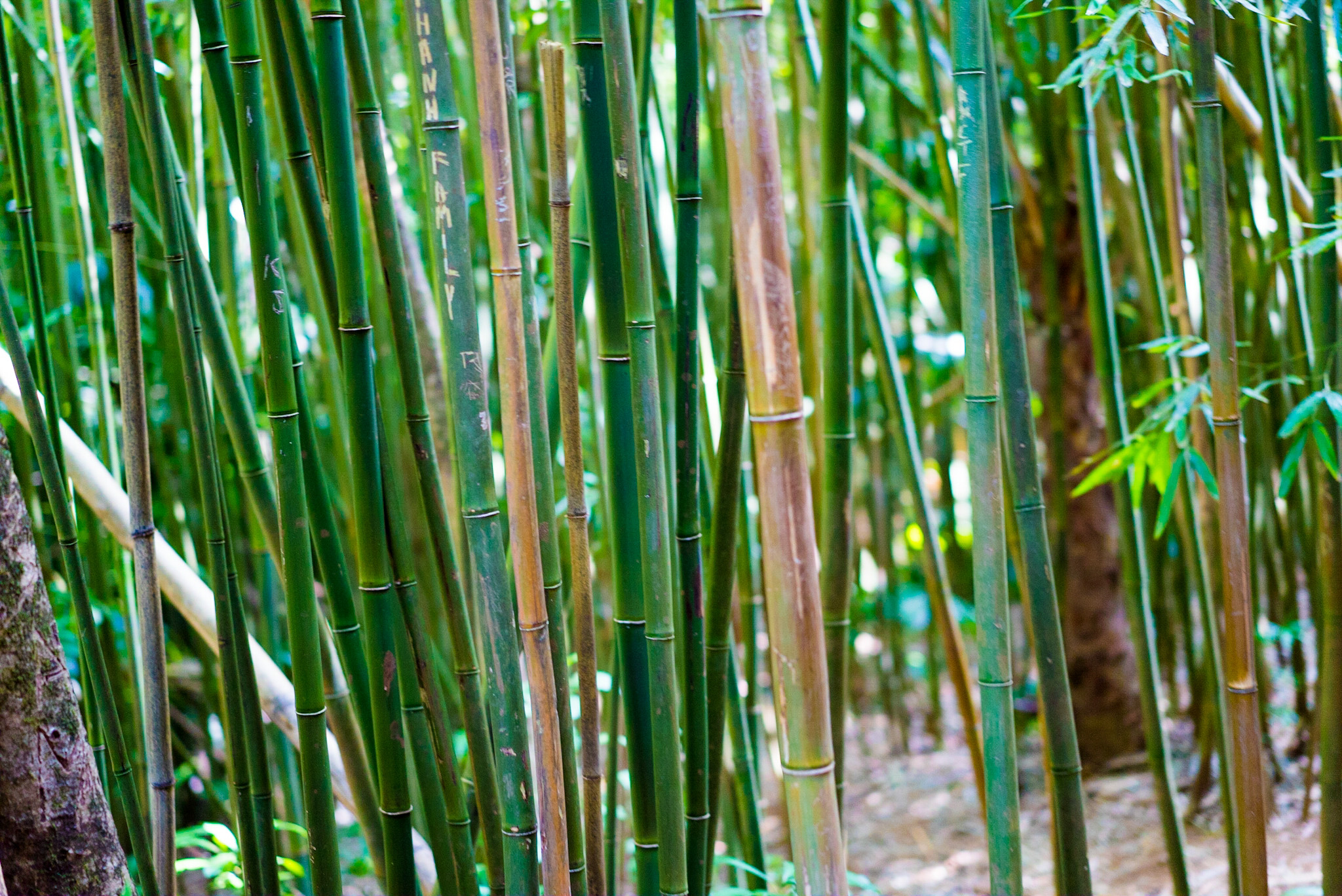 Bambous Manoa Falls