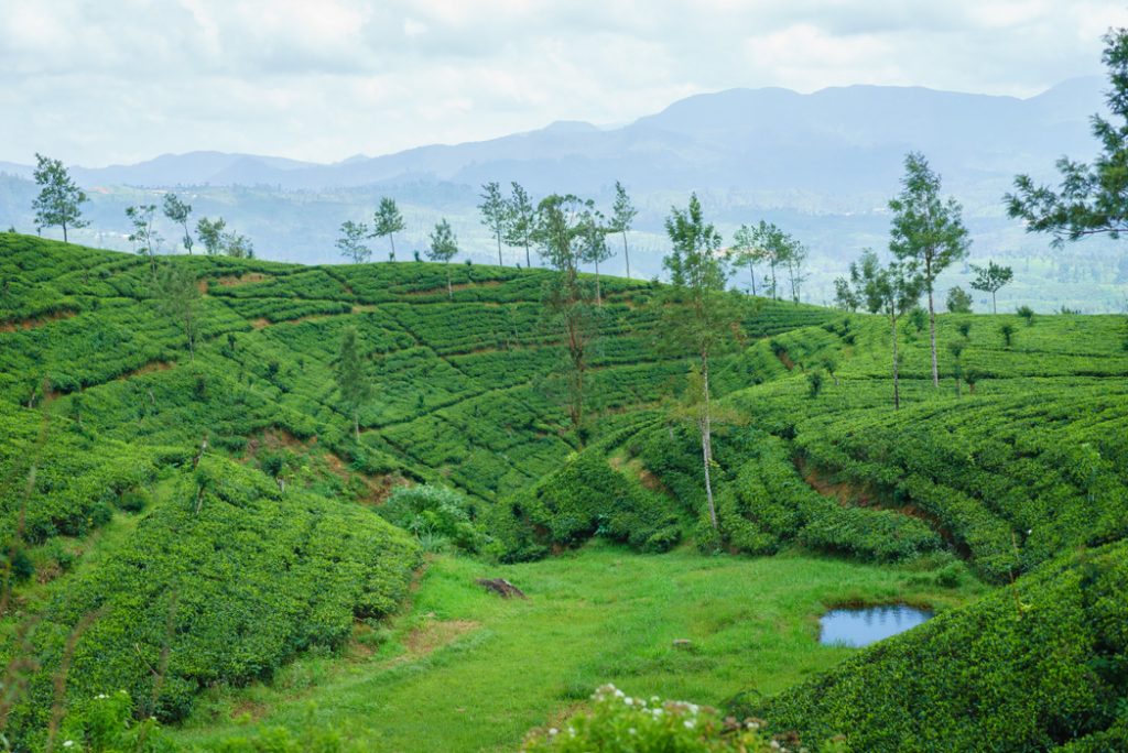 Vue du train, Sri Lanka