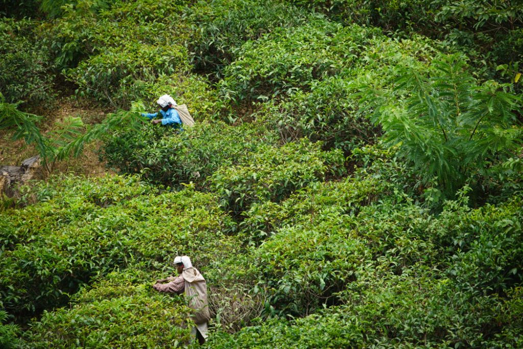 Tea pickers by the little Adam's peak