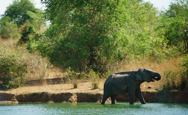 Safari at Udawalawe national park