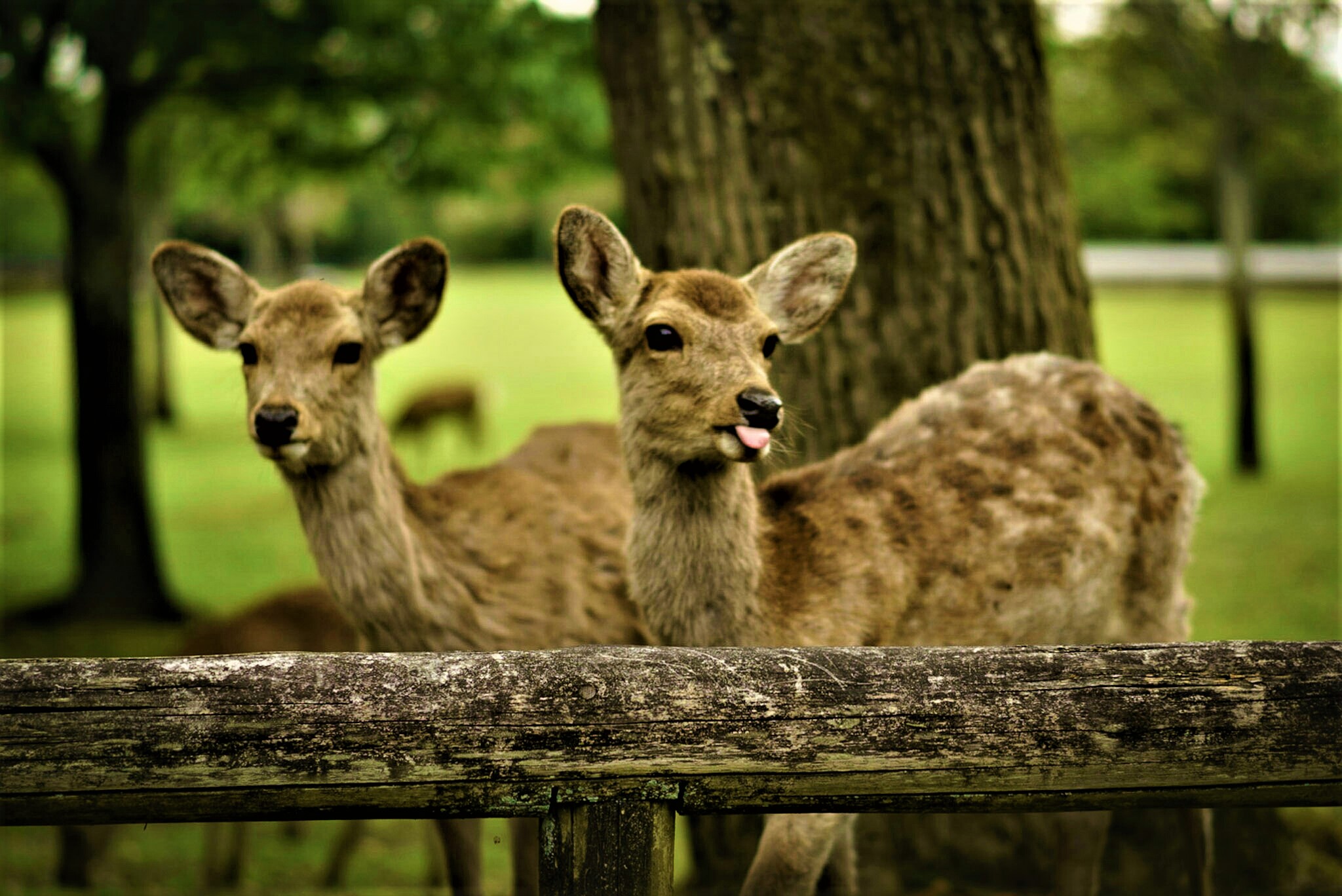 Cerfs de Nara