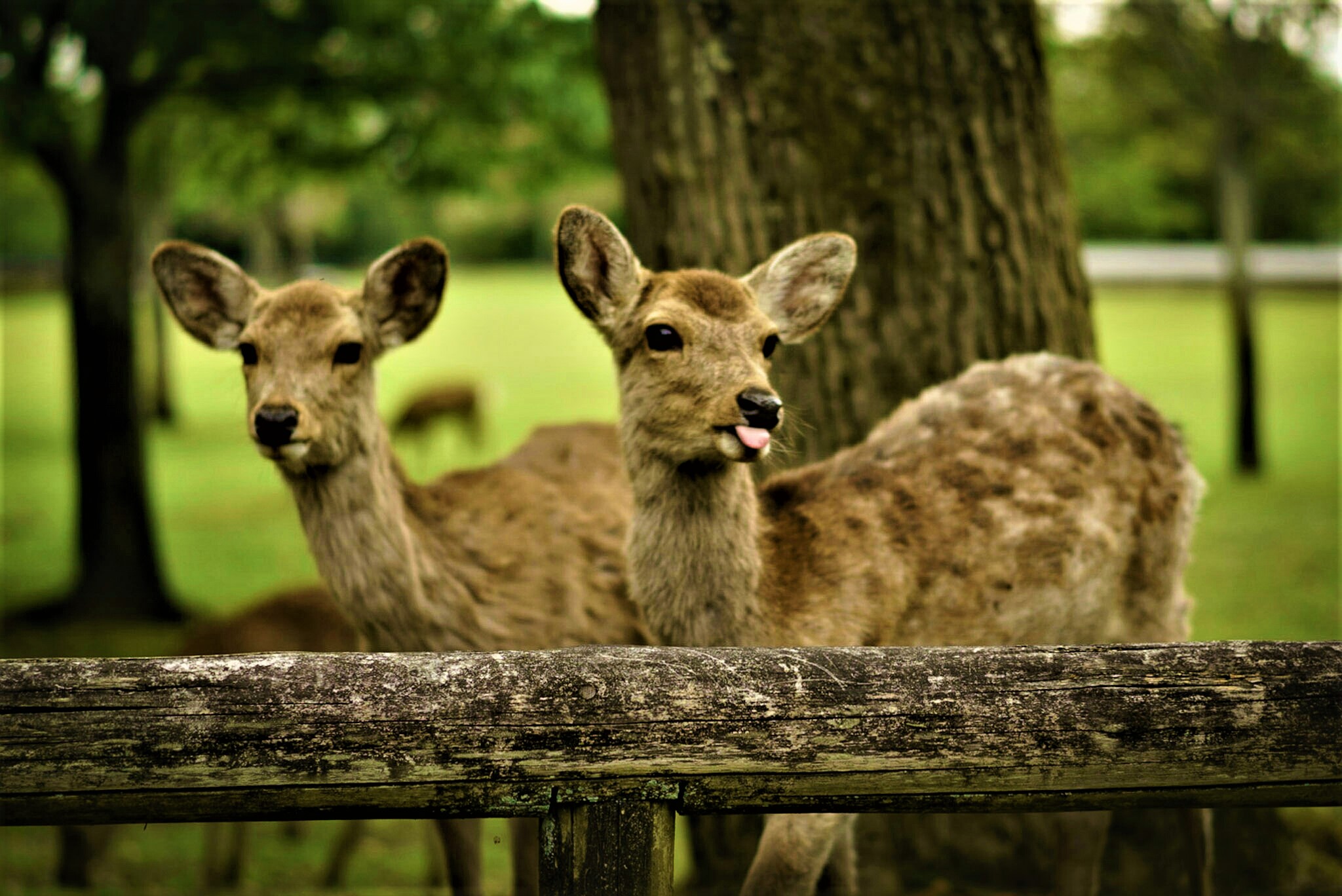 Cerfs de Nara