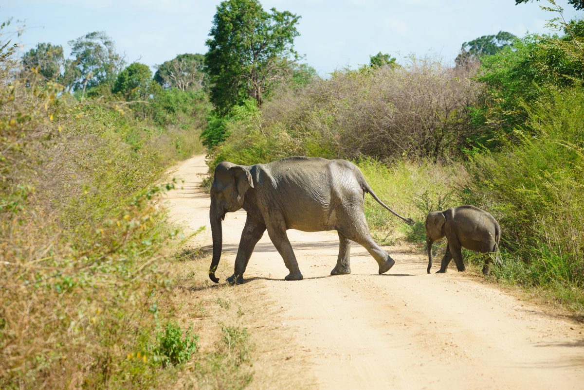 Safari at Udawalawe, Sri Lanka