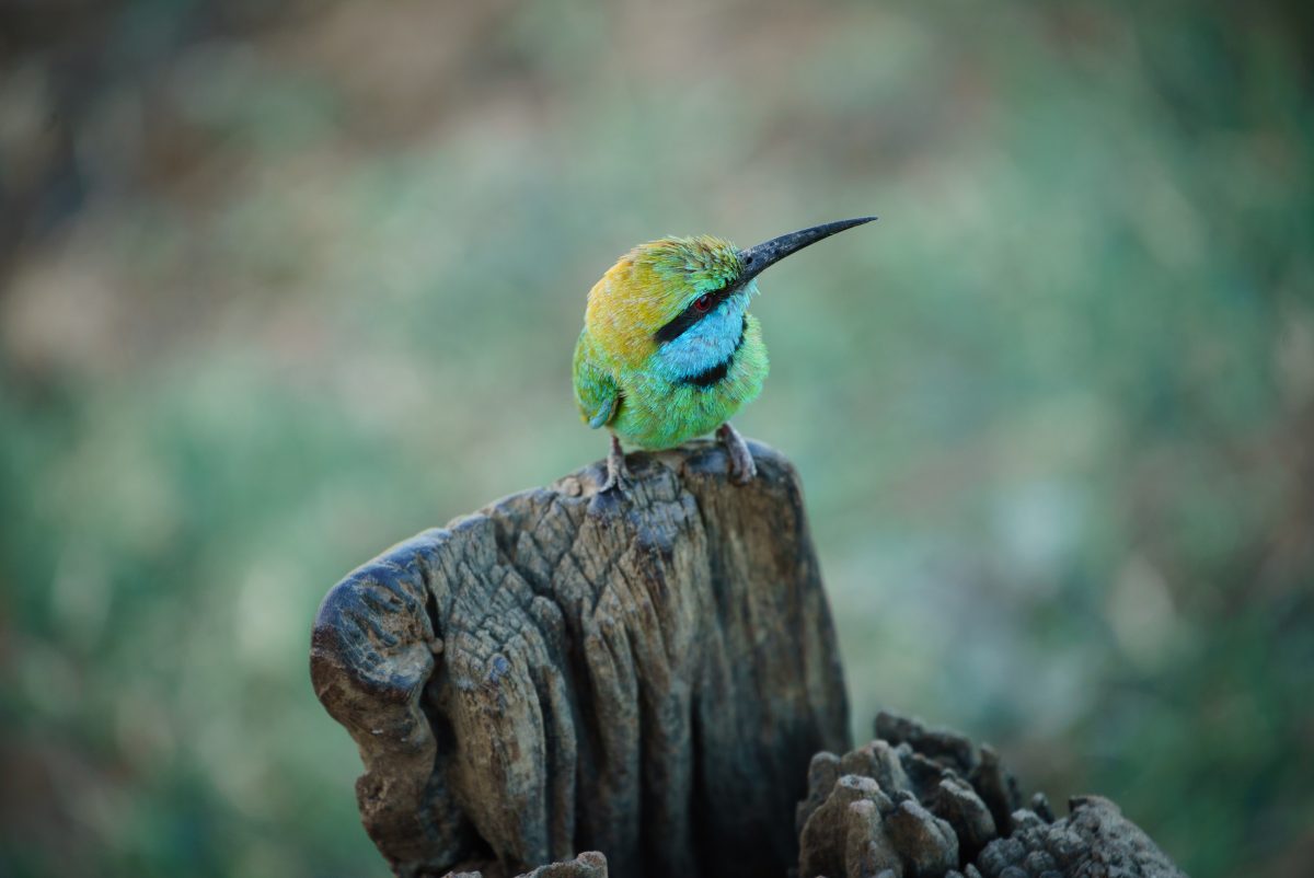 Safari au parc d'Udawalawe, Sri Lanka