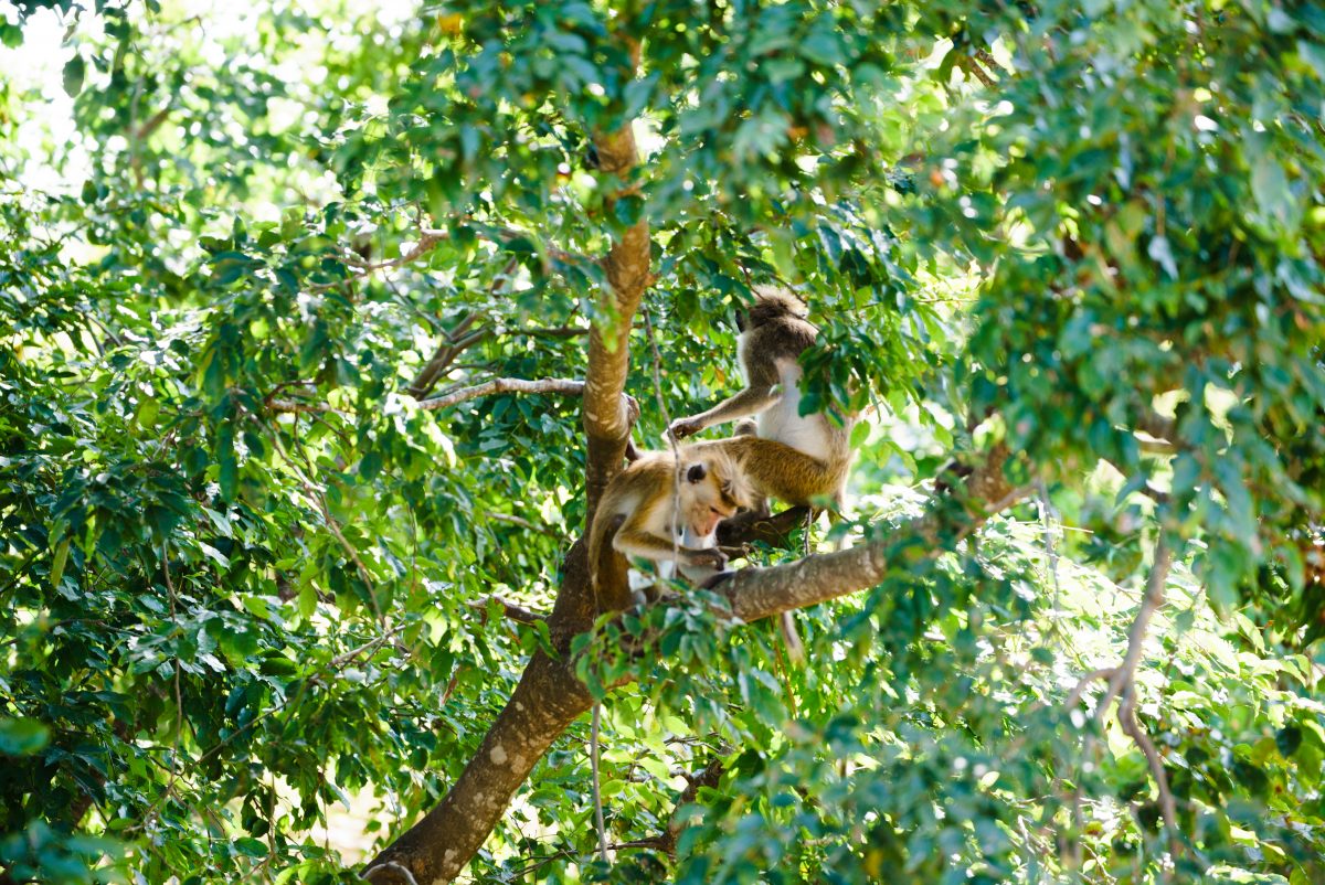 Singes au Sri Lanka