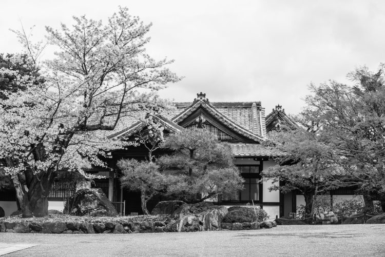 Temple and cherry blossom in Japan