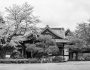 Temple and cherry blossom in Japan