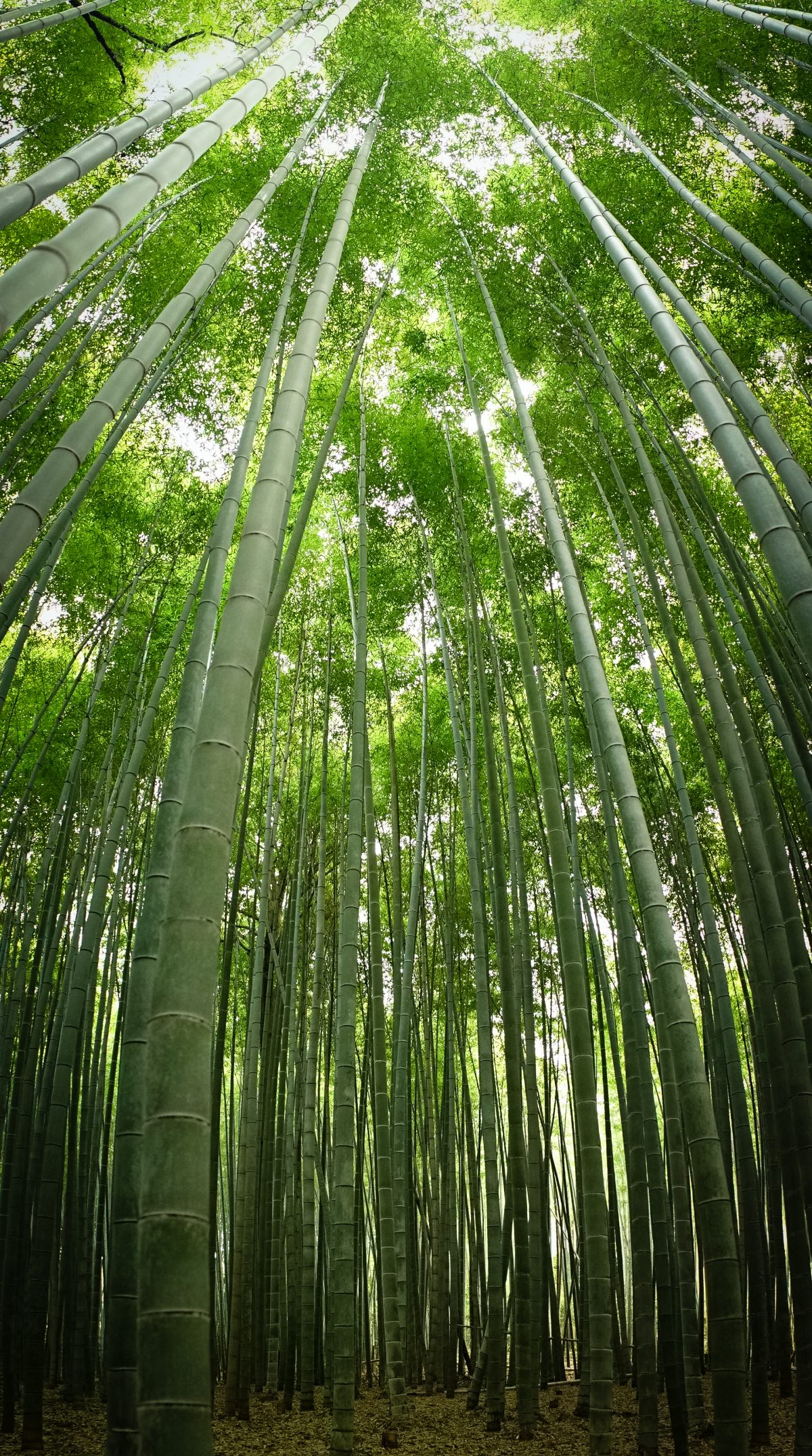Forêt de bambous d’Arashiyama, Kyoto, Japon