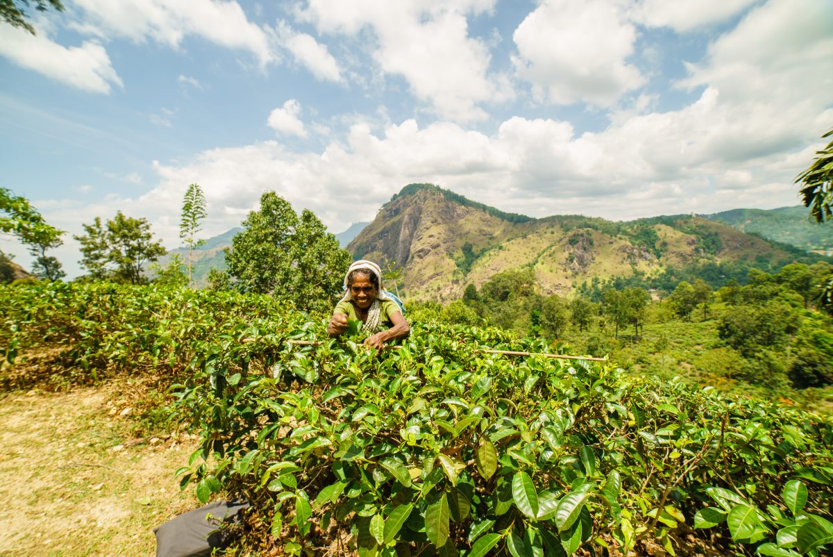 Tea picker in Ella, Sri Lanka