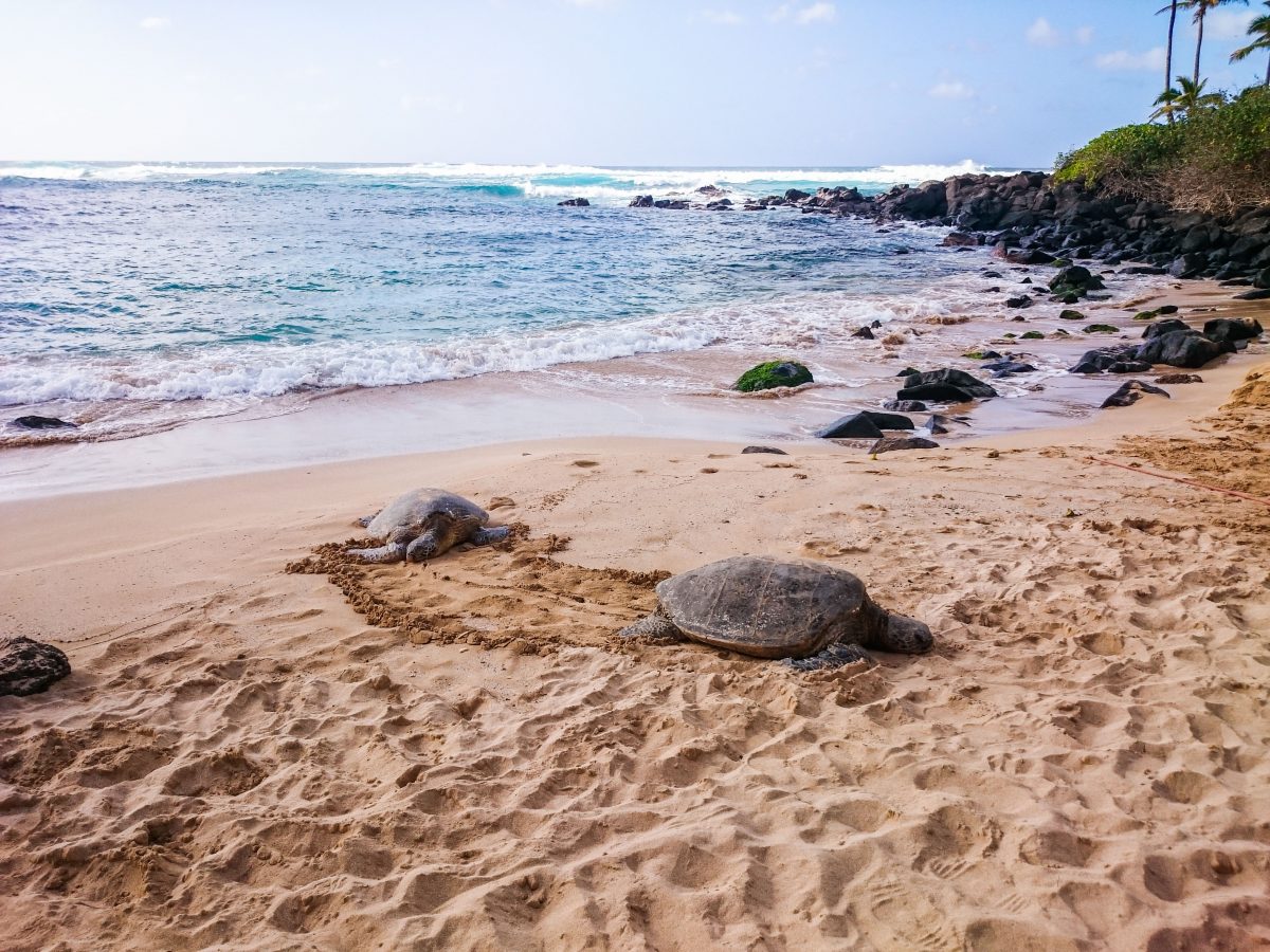 Plage de Laniakea, Oahu, Hawaï