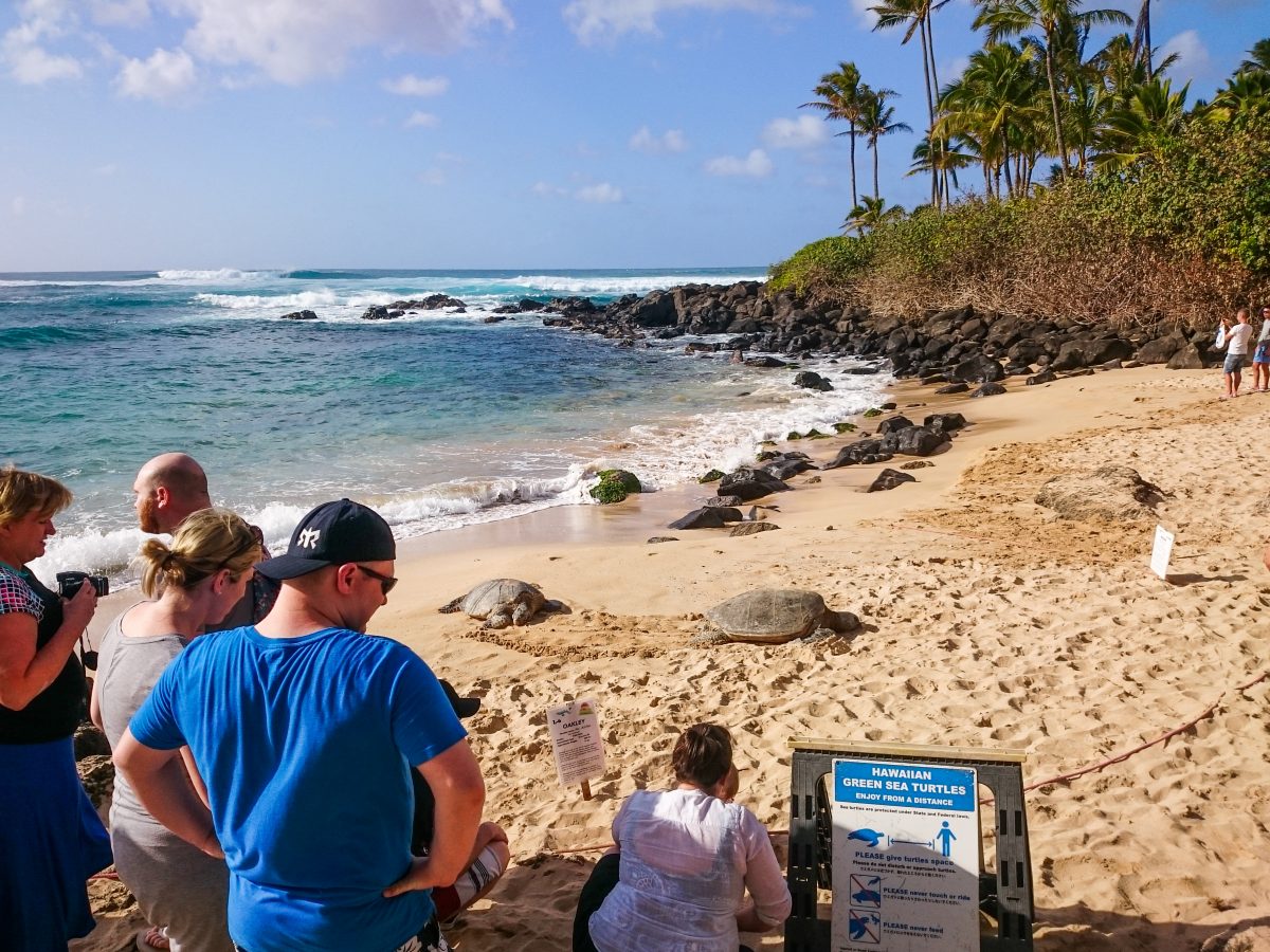 Laniakea beach in Oahu, Hawaii