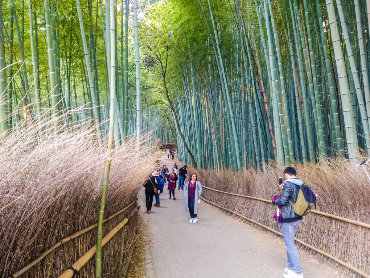 Forêt de bambous d’Arashiyama, Kyoto, Japon