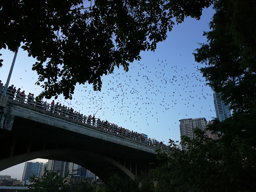 Meeting the bats in Austin